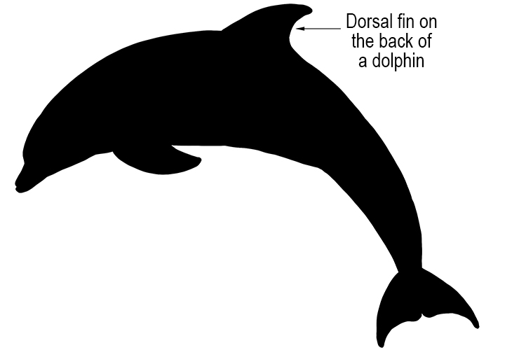 Dorsi means on the back. Thank of where the dorsal fin of a dolphin is - on the back of the dolphin.